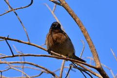 Pycnonotus barbatus layardi