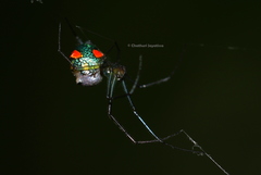 Leucauge