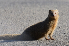 Herpestes pulverulentus