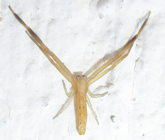 Runcinia flavida
