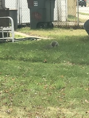 Sciurus carolinensis