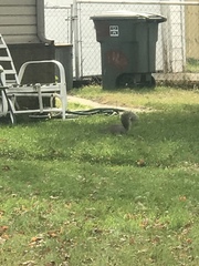Sciurus carolinensis
