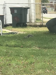 Sciurus carolinensis