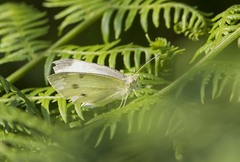 Pieris rapae