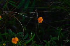 Melampodium linearilobum