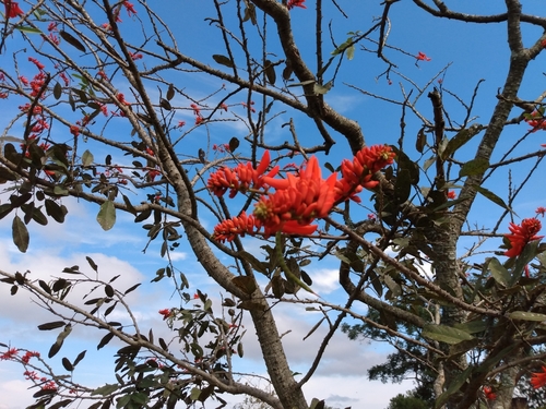 Erythrina senegalensis