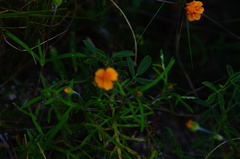 Melampodium linearilobum