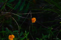 Melampodium linearilobum