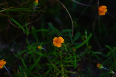 Melampodium linearilobum