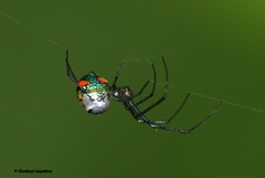 Leucauge