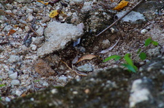 Dasymutilla arachnoides