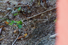 Dasymutilla arachnoides