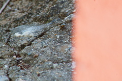 Dasymutilla arachnoides