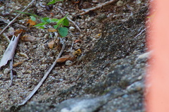 Dasymutilla arachnoides