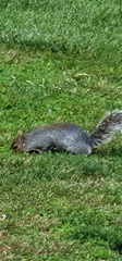 Sciurus carolinensis