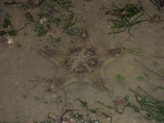 Goniodiscaster scaber