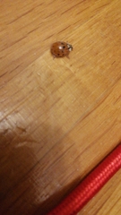 Harmonia axyridis