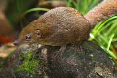 Mountain Treeshrew photo 5