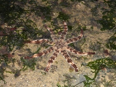 Luidia maculata