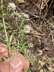 Erigeron neomexicanus