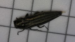 Agrilus macer