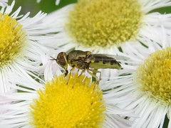 Hedriodiscus vertebratus