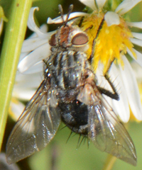 Copecrypta ruficauda