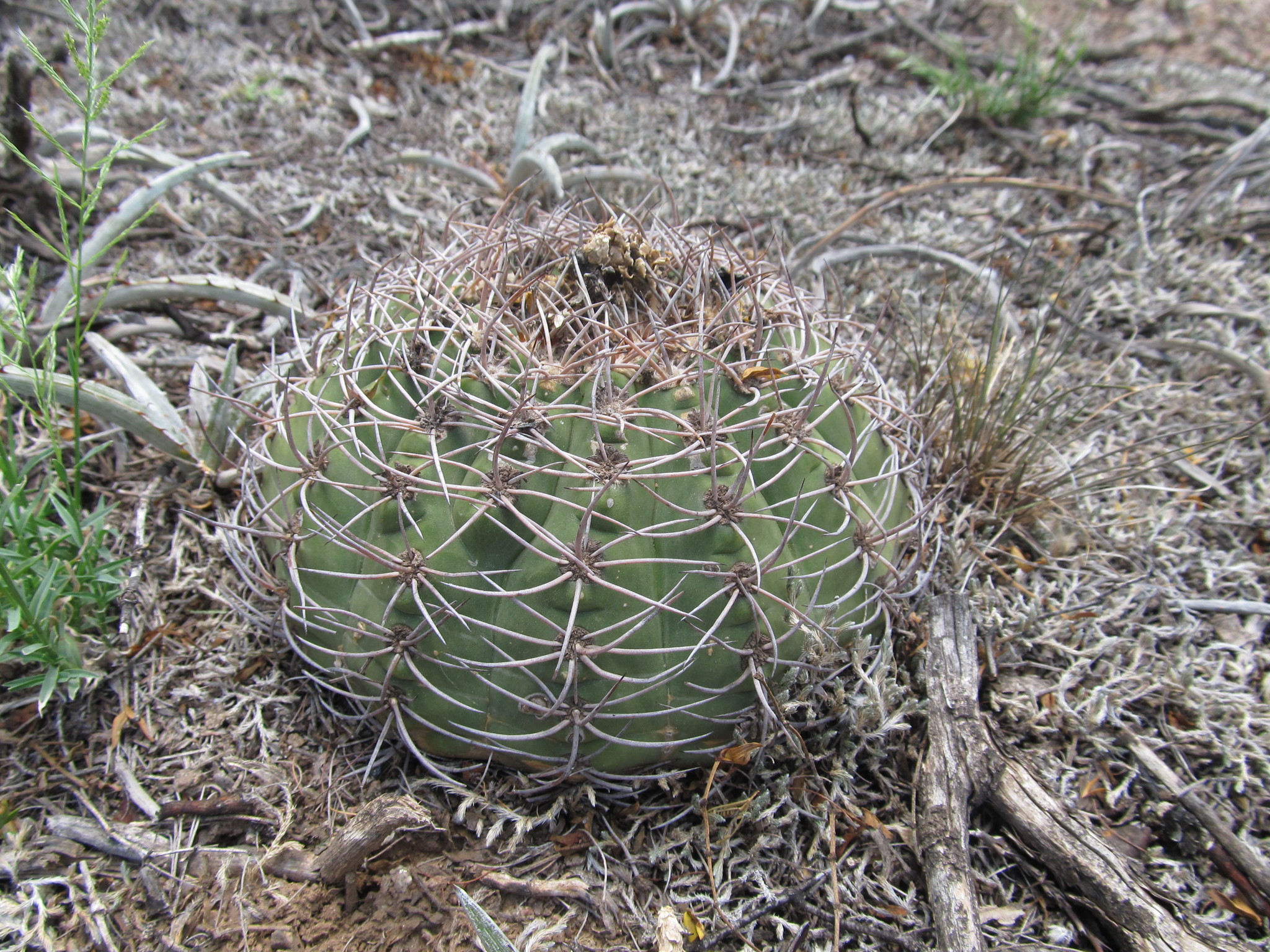 Gymnocalycium castellanosii