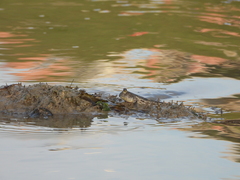 Periophthalmus chrysospilos