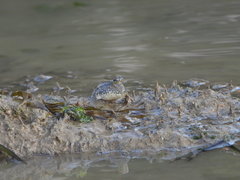 Periophthalmus chrysospilos