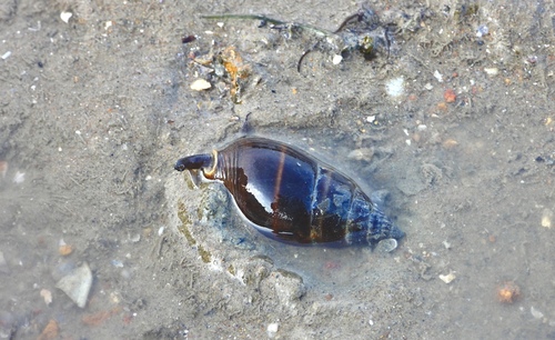 Nassarius olivaceus