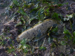 Holothuria scabra