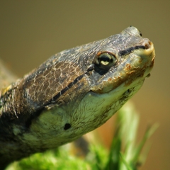 Phrynops hilarii