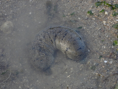 Holothuria scabra