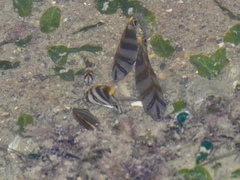 Parachaetodon ocellatus