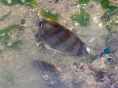 Parachaetodon ocellatus