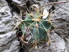 Ferocactus glaucescens