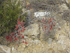 Castela erecta