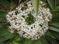 Valeriana rigida