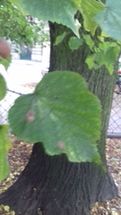 Tilia cordata