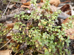 Thymus punctulosus