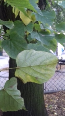 Tilia cordata