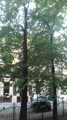 Carpinus betulus