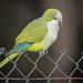 Monk Parakeet - Photo (c) Juan Emilio, some rights reserved (CC BY-SA)