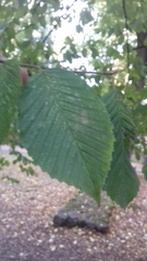 Carpinus betulus