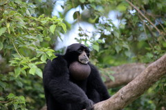 Siamang photo 4