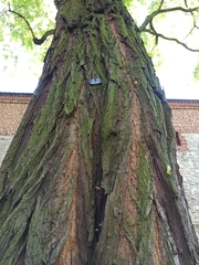 Robinia pseudoacacia
