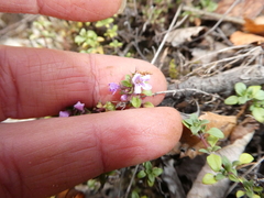 Thymus punctulosus