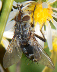 Copecrypta ruficauda