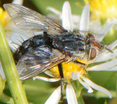 Copecrypta ruficauda